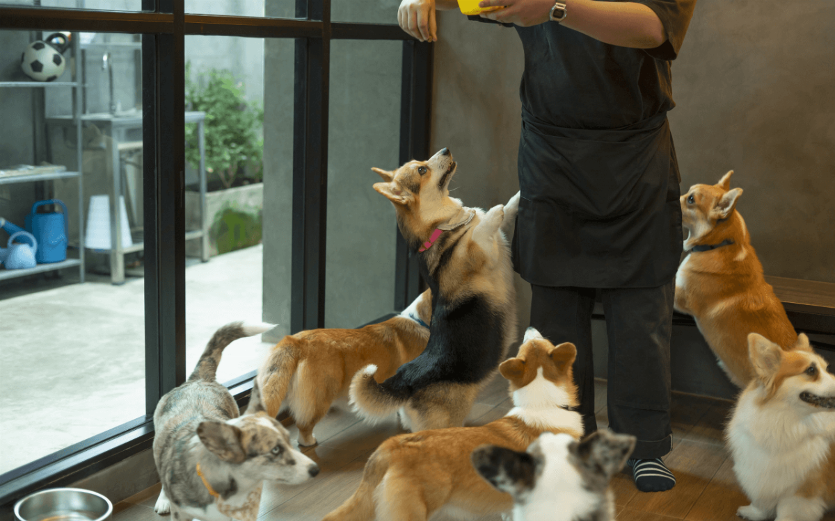 Quali alimenti sono sicuri per i cani e quali evitare assolutamente 1